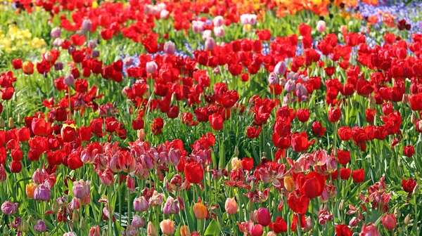 Couleurs Dans Jardin Tulipes Bigarrées — Photo