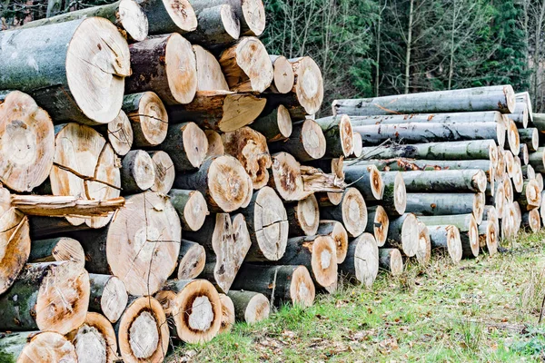 Kayın Ağacı Gövdeleri Ormanda Istiflenmiş — Stok fotoğraf