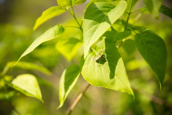나뭇잎 연지벌레 — 스톡 사진