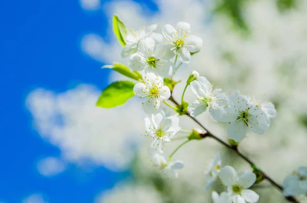 Branche Florissante Une Cerise Gros Plan Note — Photo