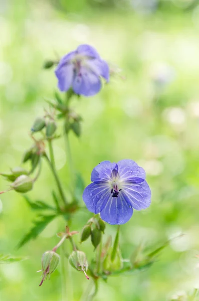 Tarlanın Mavi Çiçekleri — Stok fotoğraf