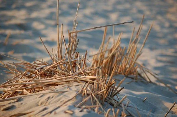 Καλαμάκια Στην Άμμο — Φωτογραφία Αρχείου