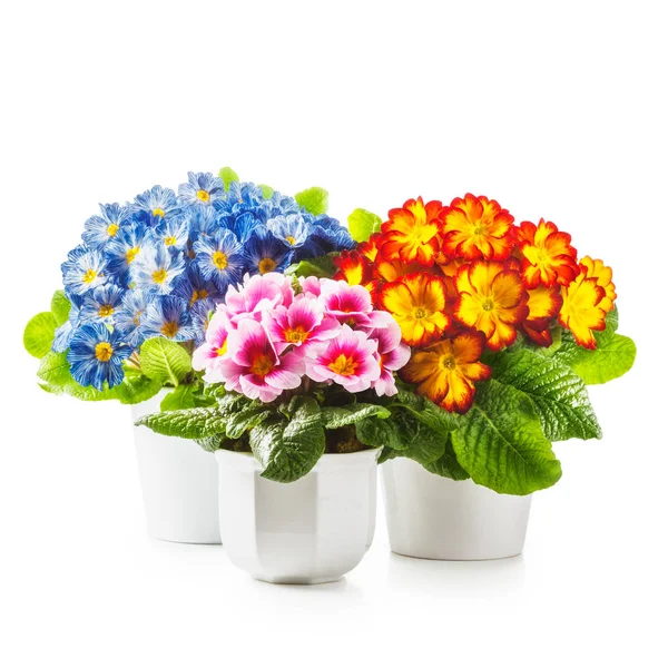 Flores Primavera Macetas Con Flor Primula Onagra Aislada Camino Recorte — Foto de Stock