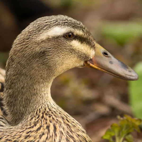 Pato Hembra Pato Hembra — Foto de Stock