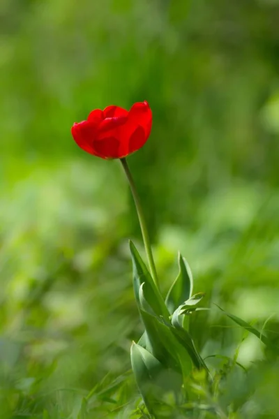 Fiori Tulipano Petali Flora Primaverile — Foto Stock