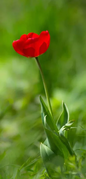 Vörös Tulipán Szélben Piros Tulipán Szélben — Stock Fotó