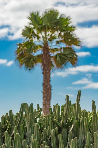 蓝绿色的棕榈树和能俯瞰大西洋的仙人掌 南方的果实 棕榈树的细部 蓝天和太阳俯瞰着大西洋 — 图库照片