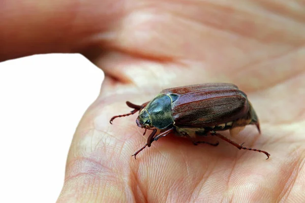 Close Brown Enormous Cockchafer — Stock Photo, Image