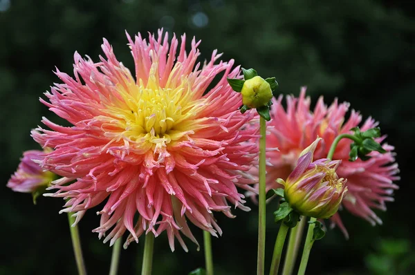 Güzel Çiçek Açan Yıldız Çiçeğinin Yakın Plan Görüntüsü — Stok fotoğraf