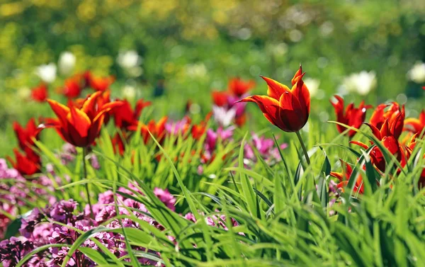 Lily Flowered Tulips Tulipa Queen Sheba Royalty Free Stock Photos