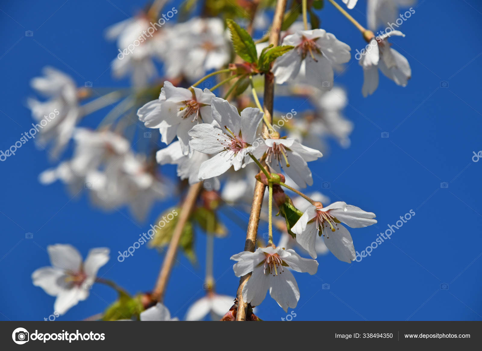 Rama Flores Sakura Flor Cerezo Blanco Con Hojas Verdes Nuevos: fotografía  de stock © PantherMediaSeller #338494350 | Depositphotos