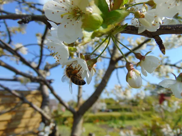 Nahaufnahme Von Insekten Der Natur — Stockfoto