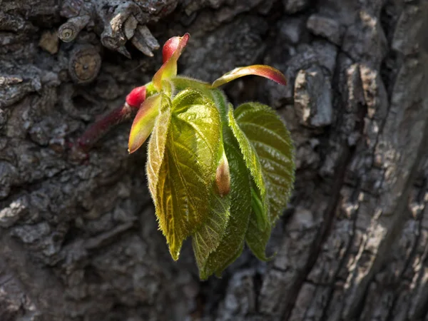 Beautiful Botanical Shot Natural Wallpaper — Stock Photo, Image