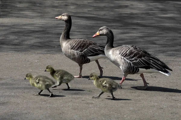 Vista Panorámica Las Aves Gansas Naturaleza — Foto de Stock