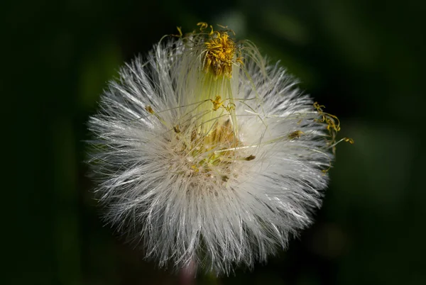 Schöne Aussicht Auf Natürliche Löwenzahnblume — Stockfoto