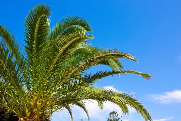 View Palm Trees Sky Palm Tree Blue Sky White Clouds — Stock Photo, Image