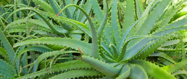 Aloe Vera Φυτών Τροπικά Πράσινα Φυτά Ανεχθεί Καιρός Είναι Ζεστός — Φωτογραφία Αρχείου