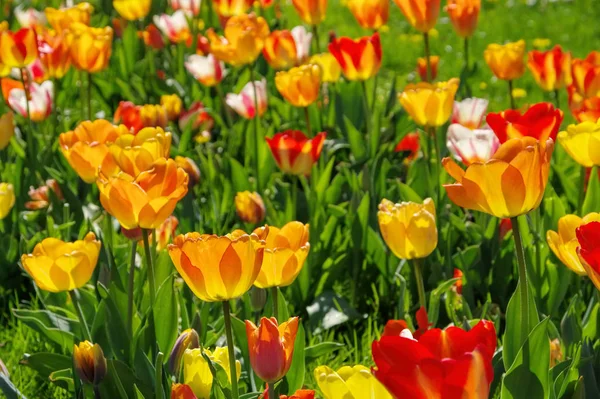 Cama Tulipa Amarelo Vermelho Tulipas Vermelho Amarelo — Fotografia de Stock