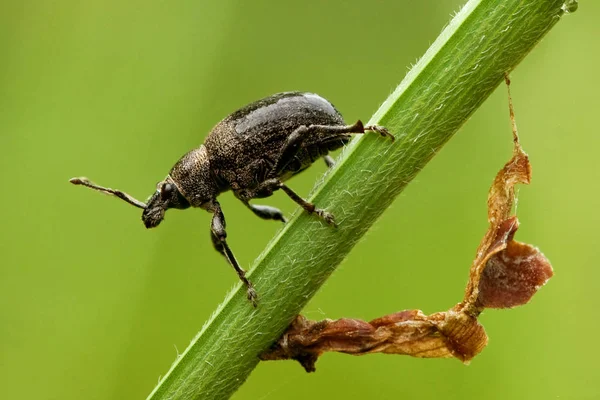 Nahaufnahme Von Wanzen Der Wilden Natur — Stockfoto