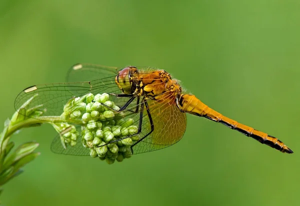 Heidelibelle Tachetée Vierge Sympetrum Flaveolum — Photo