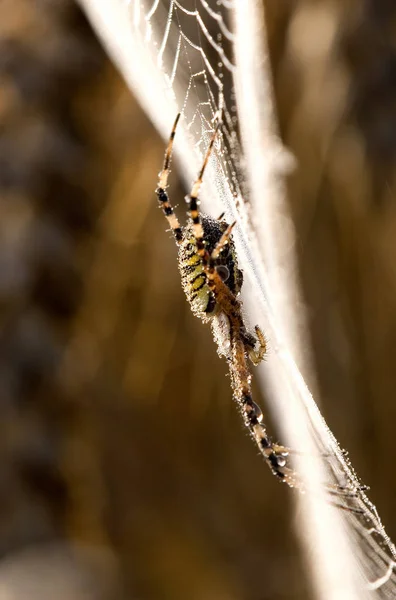 Aranha Vespas Argiope Bruennichi — Fotografia de Stock