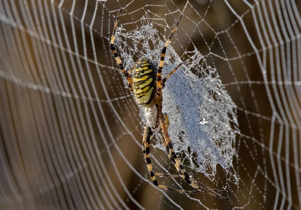 Eşek Arısı Örümceği Argiope Bruennichi — Stok fotoğraf