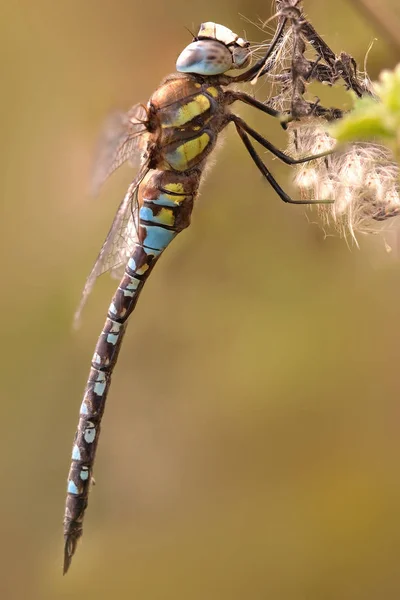 Autumn Mosaic Maid Aeshna Mixta — Stock Photo, Image