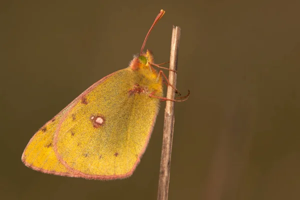 Trevo Ferradura Gelbling Colias Alfacariensis — Fotografia de Stock