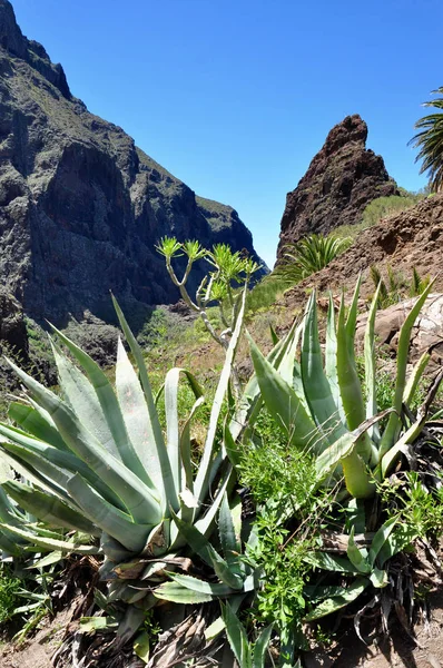 Hermoso Plano Botánico Fondo Pantalla Natural — Foto de Stock