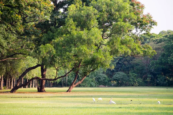 Pastagens Paisagem Dentro Nside Parque Vachirabenjatas Maior Parque Bangkok Tailândia — Fotografia de Stock