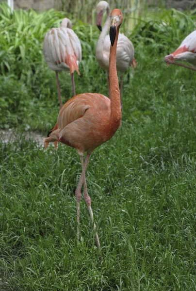 Diğer Flamingos Bir Arka Plan Üzerinde Yeşil Çimenlerin Üzerinde Pembe — Stok fotoğraf