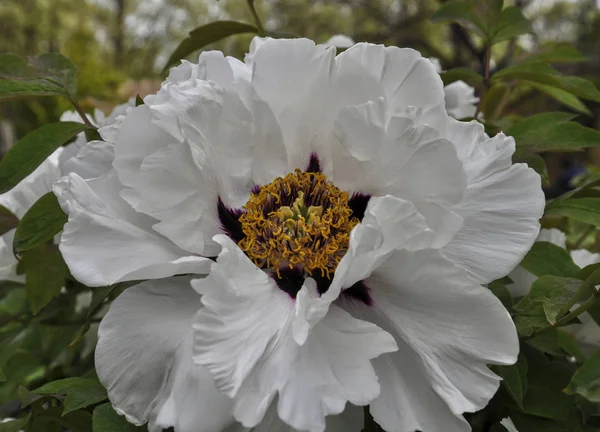 Peonía Flores Pétalos Flora — Foto de Stock