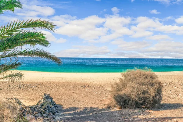 Πράσινο Φοίνικα Στην Παραλία Playa Papagayo Στο Lanzarote — Φωτογραφία Αρχείου