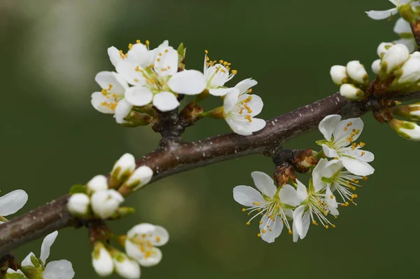 Primer Plano Las Flores Manzana — Foto de Stock