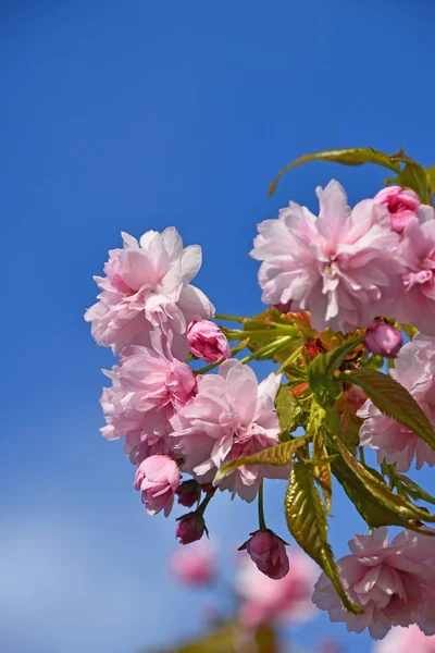春天新鲜的粉红色樱花樱花樱花与绿叶和新的芽在蓝天背景 — 图库照片