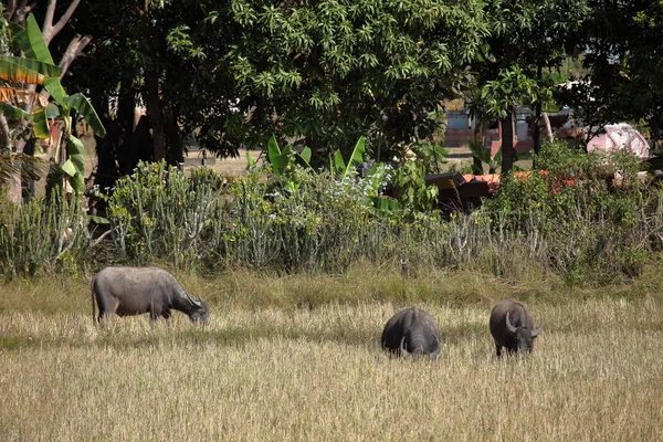 Buffalo Herbívoros Animais Vida Selvagem — Fotografia de Stock