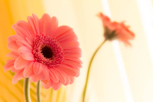 Όμορφο Λουλούδι Gerbera Πέταλα Χλωρίδας — Φωτογραφία Αρχείου