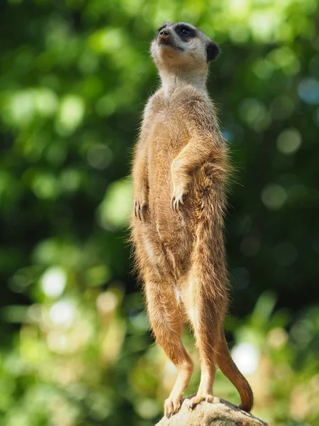 Encerramento Animais Jardim Zoológico — Fotografia de Stock