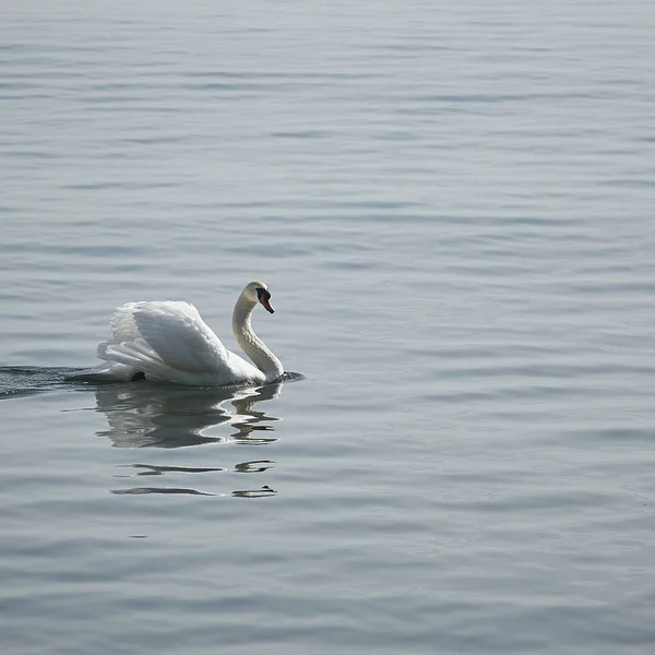 Pássaro Cisne Animais Selvagens — Fotografia de Stock