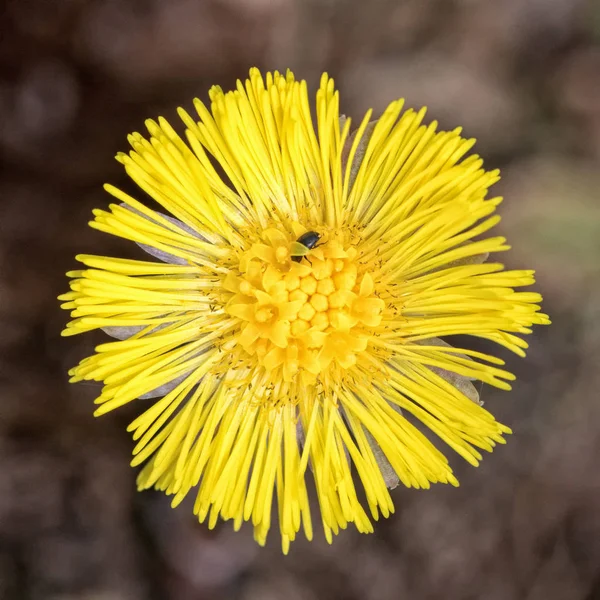 Bom Florescendo Amarelo Mais Baixo Fundo Verde Borrado — Fotografia de Stock