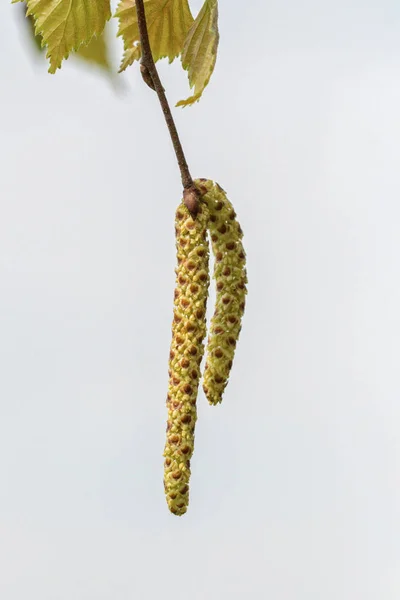 Catkins Hazel High Allergenic Pyl — Stock fotografie