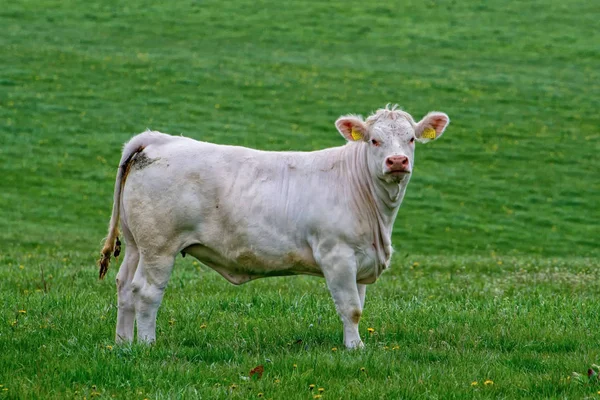 Portrait White Cow Pasture — Stock Photo, Image