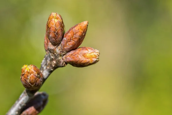 树梢上的嫩芽 背景模糊 — 图库照片