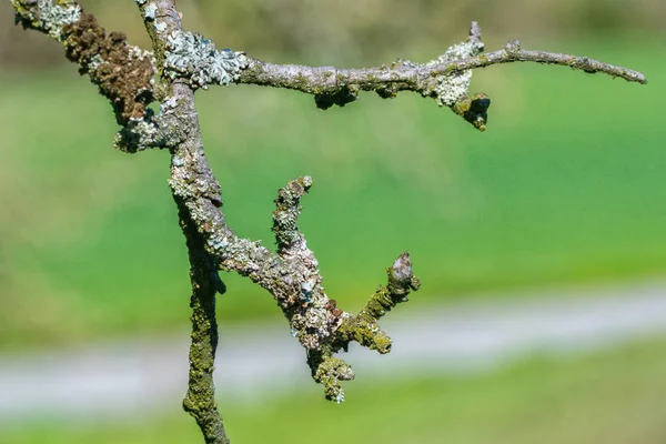 Detail Van Korstmos Een Twijg Van Boom Met Een Wazige — Stockfoto