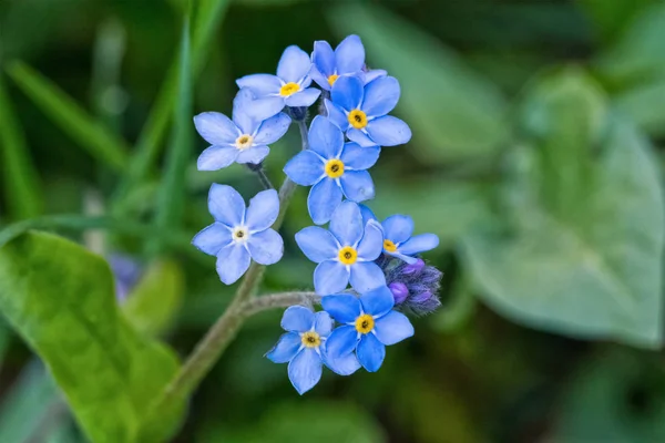 Makro Mavi Çiçek Güzel Arka Plan Bulanık Ile — Stok fotoğraf