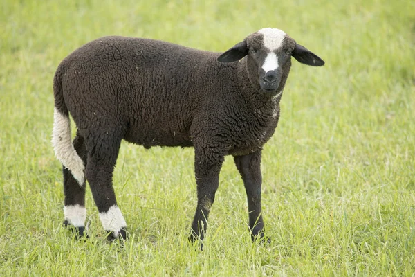 Porträtt Ett Får — Stockfoto