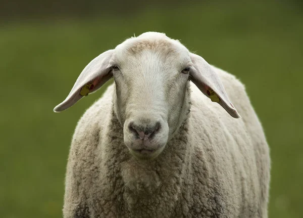 Porträt Eines Schafes — Stockfoto