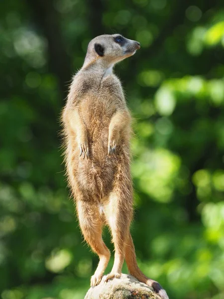 野生動物 自然のリス動物 ふわふわリス — ストック写真