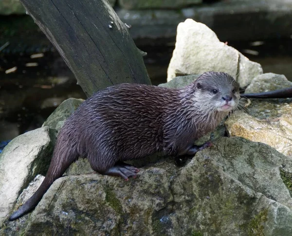 Otter Animal Acuático Mamífero — Foto de Stock