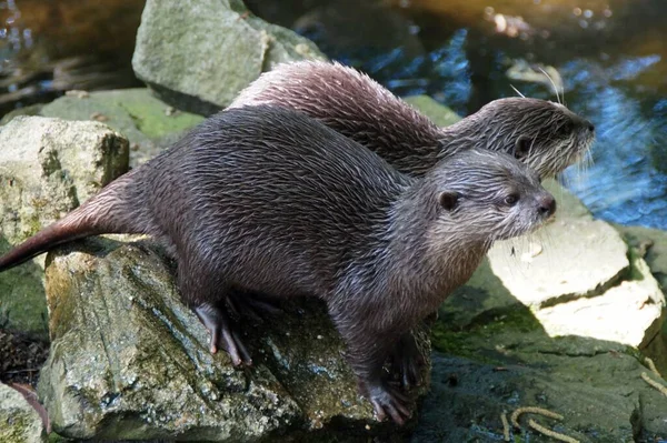 Closeup Animal Zoo — Stock Photo, Image